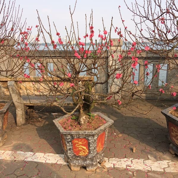 Cho thuê Đào Tết