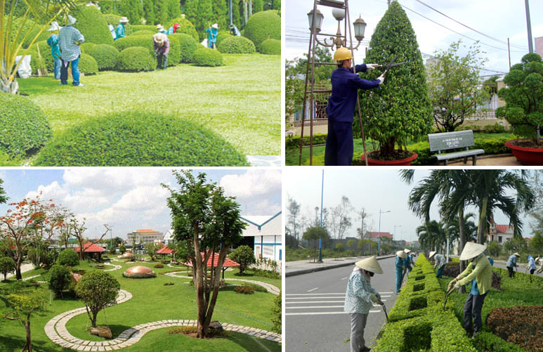 Quy trình dịch vụ chăm sóc cây xanh