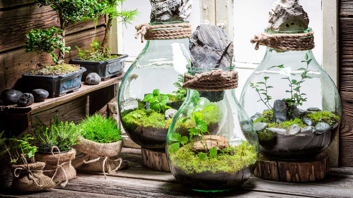 Tiểu cảnh terrarium là hệ sinh thái thu nhỏ trong bình thủy tinh.