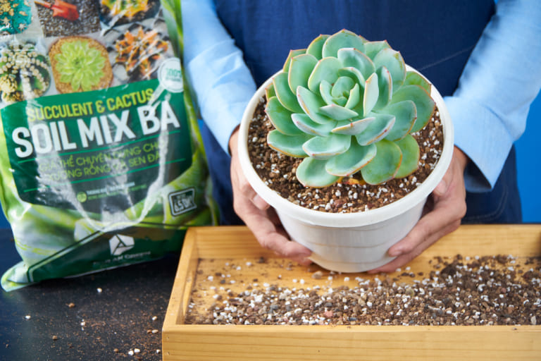 Soil Mix giúp thoát nước tốt, giữ ẩm và nuôi cây khỏe mạnh.