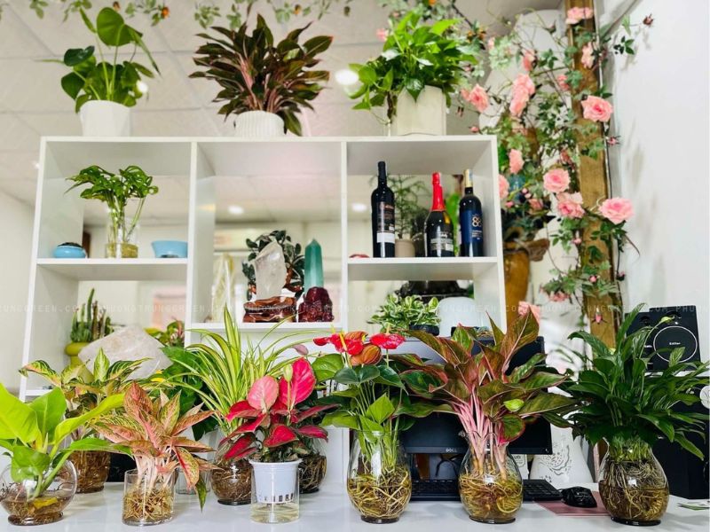 Top các loại cây trồng dưới nước dễ trồng, dễ chăm