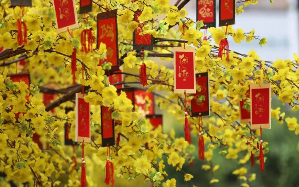 Câu đối đỏ giúp cây mai thêm ý nghĩa và mang lời chúc may mắn đầu năm.