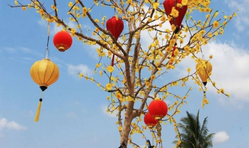 Đèn lồng giúp cây mai thêm nổi bật và mang lại không khí Tết ấm áp.