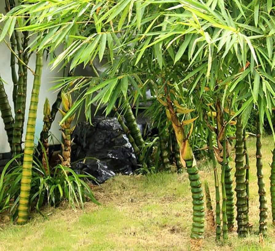 Trúc Phật Bà là cây trúc cảnh thân phình đẹp, mang ý nghĩa bình an và may mắn.