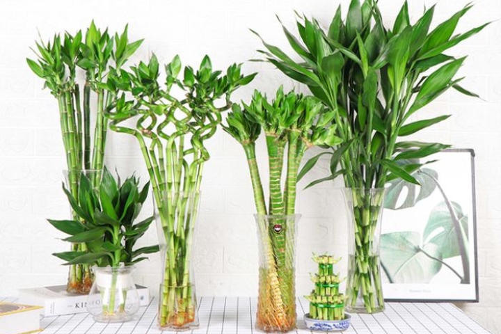 Trúc Phát Tài (Tre may mắn) 