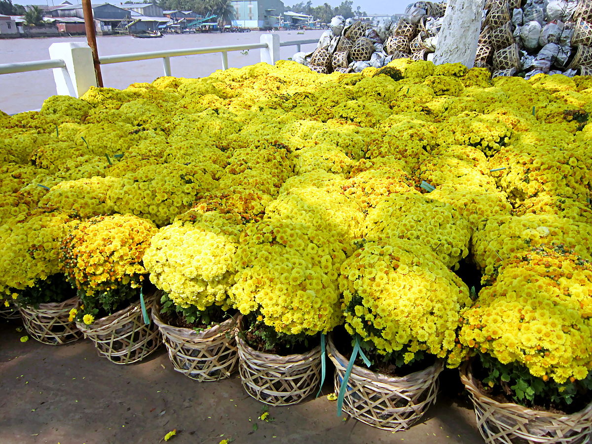 Hướng dẫn chăm sóc cúc mâm xôi