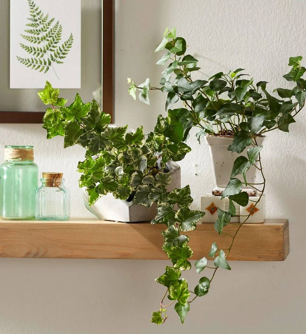 Nên trồng cây dây leo ở nơi thoáng và có ánh sáng tự nhiên.