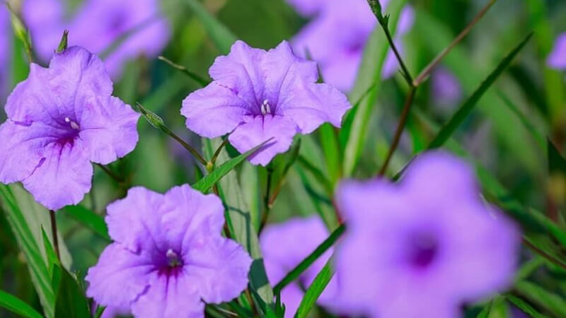 Cây Hoa Chiều Tím