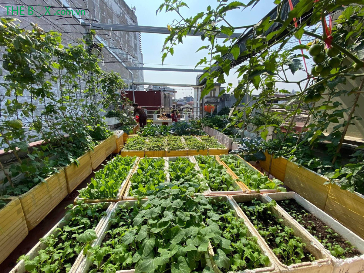 vườn sân thượng đẹp