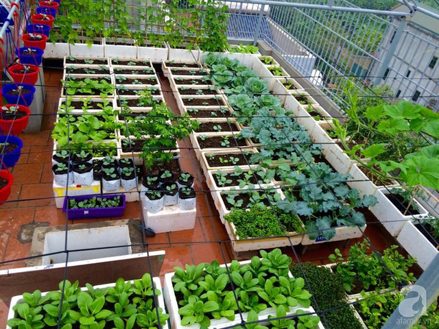 vườn rau trên sân thượng