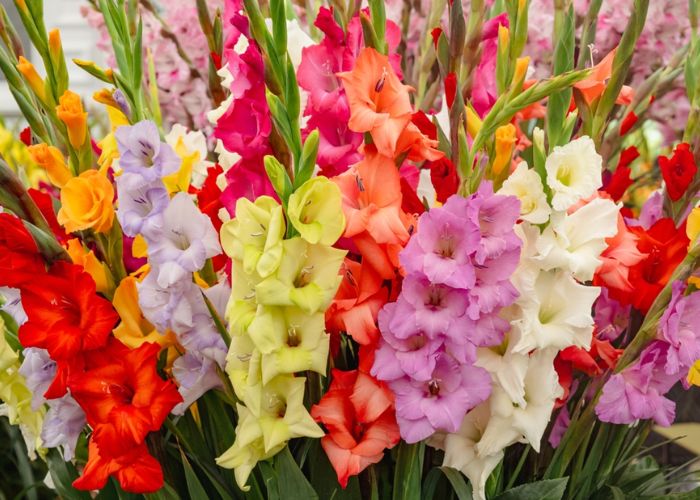 Ý nghĩa của hoa lay ơn