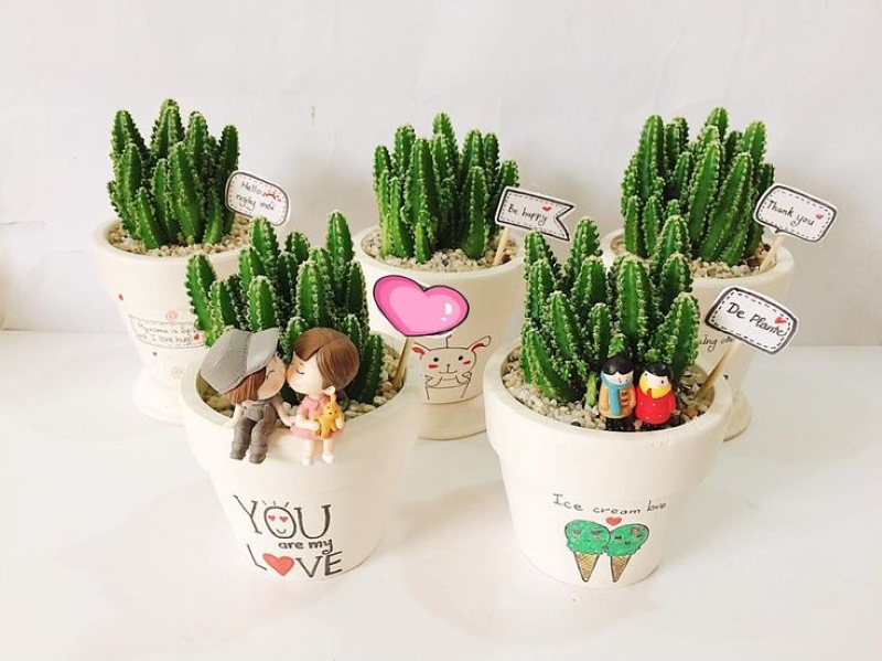 Ý Nghĩa Cây Xương Rồng Trong Tình Yêu