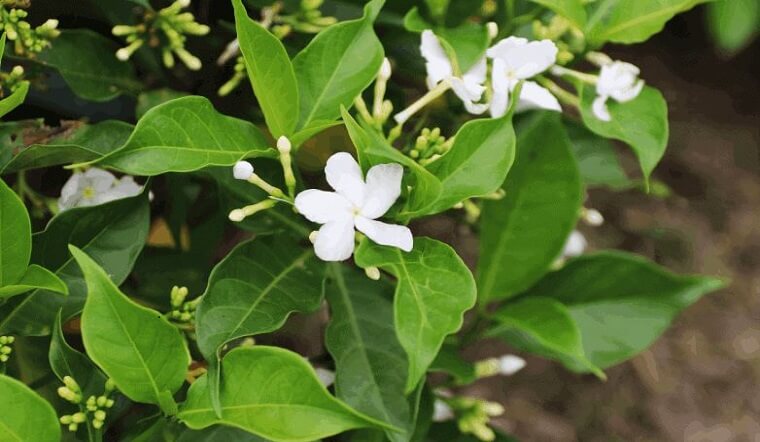 Hoa ngọc bút mang ý nghĩa thanh khiết bình an và may mắn trong phong thủy.