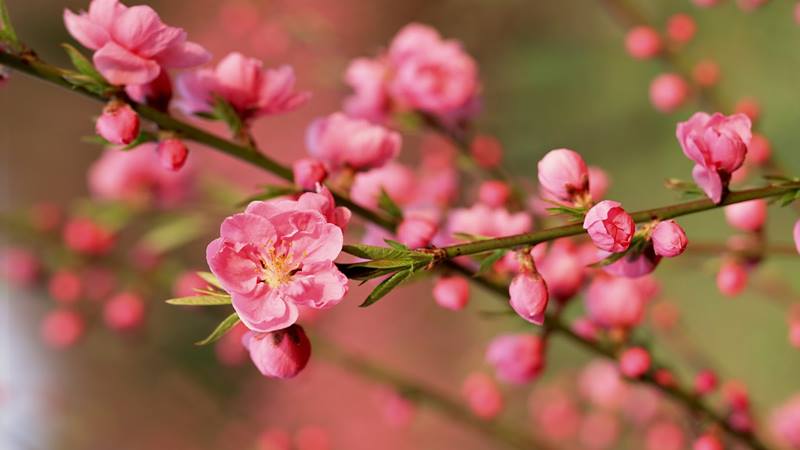 Trang trí cây đào Tết tượng trưng cho may mắn và tài lộc đầu năm.