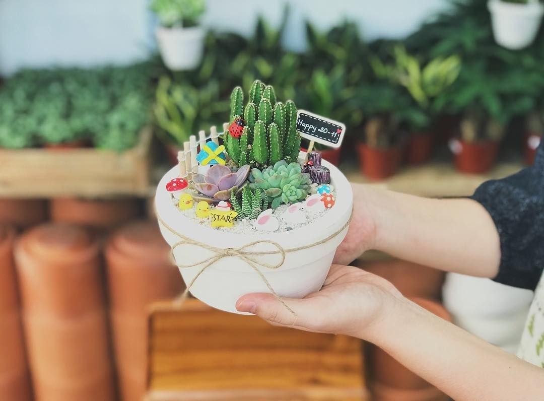 Ý nghĩa đặc biệt của quà tặng cây xương rồng