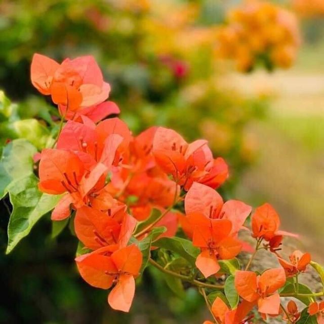 Ý nghĩa của hoa giấy màu cam