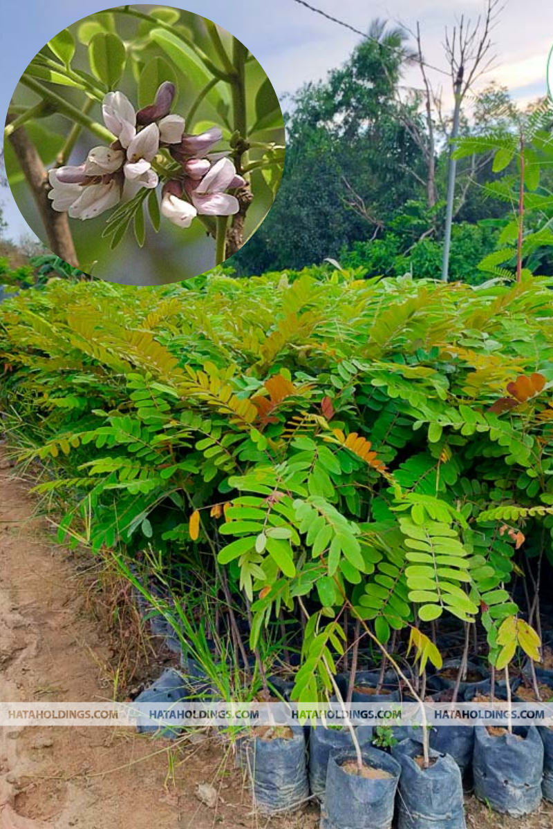 C&acirc;y Cẩm Lai