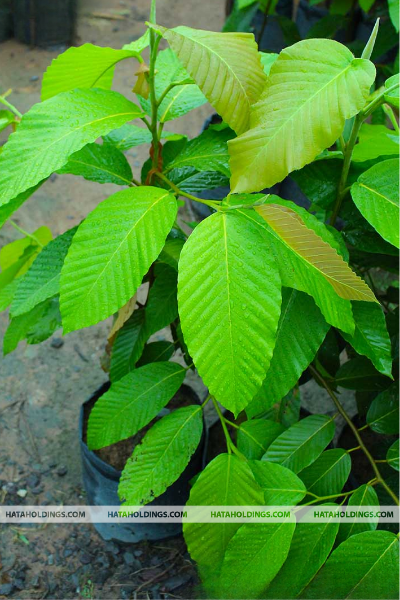 C&acirc;y Dầu R&aacute;i Lớn