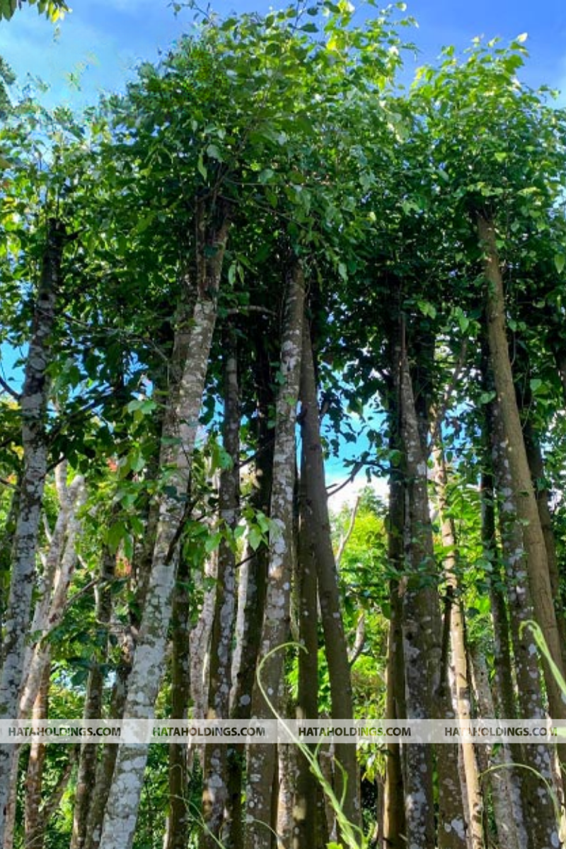 C&acirc;y Sao Đen
