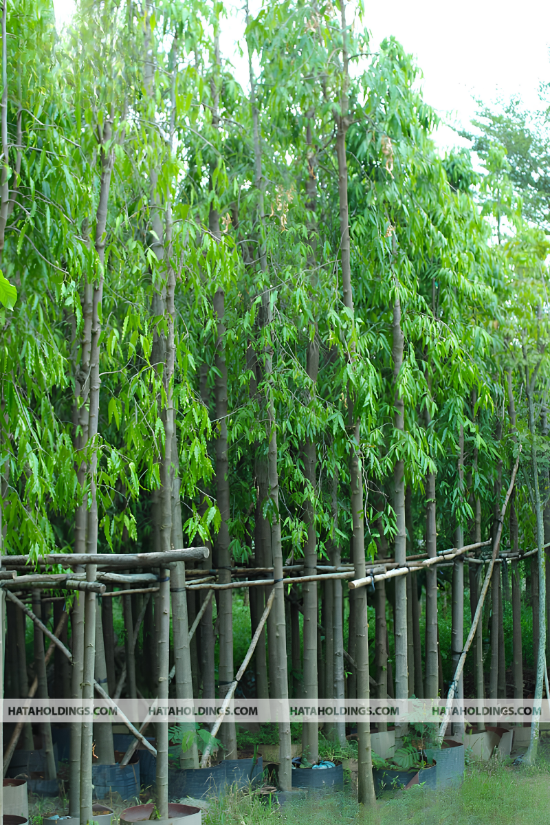 C&acirc;y Ho&agrave;ng Nam