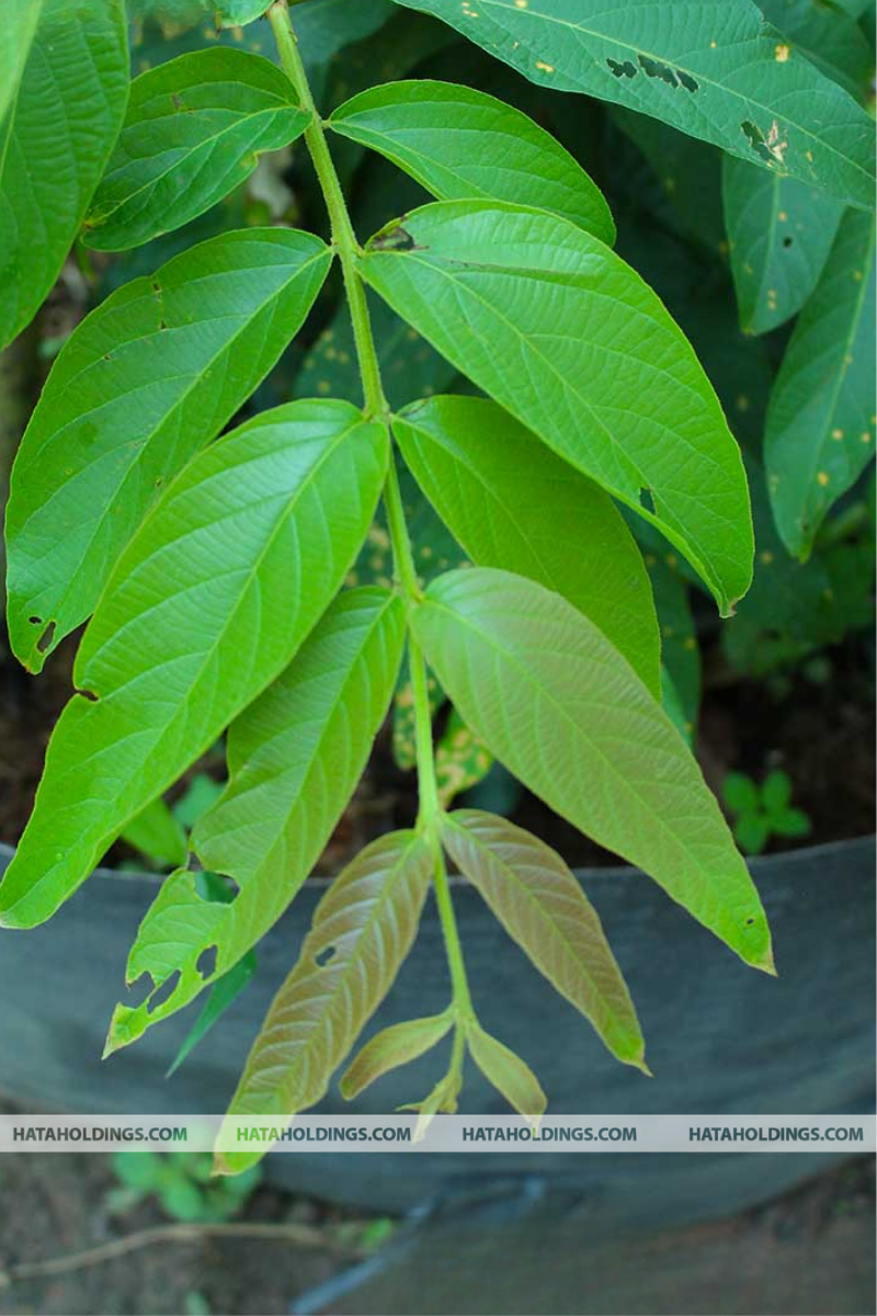 C&acirc;y Bằng Lăng Ổi