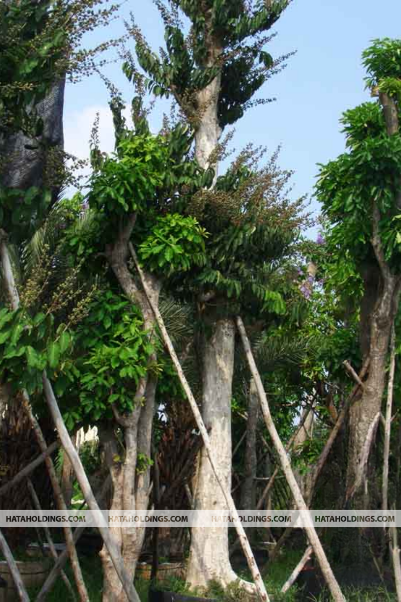 C&acirc;y Bằng Lăng Ổi