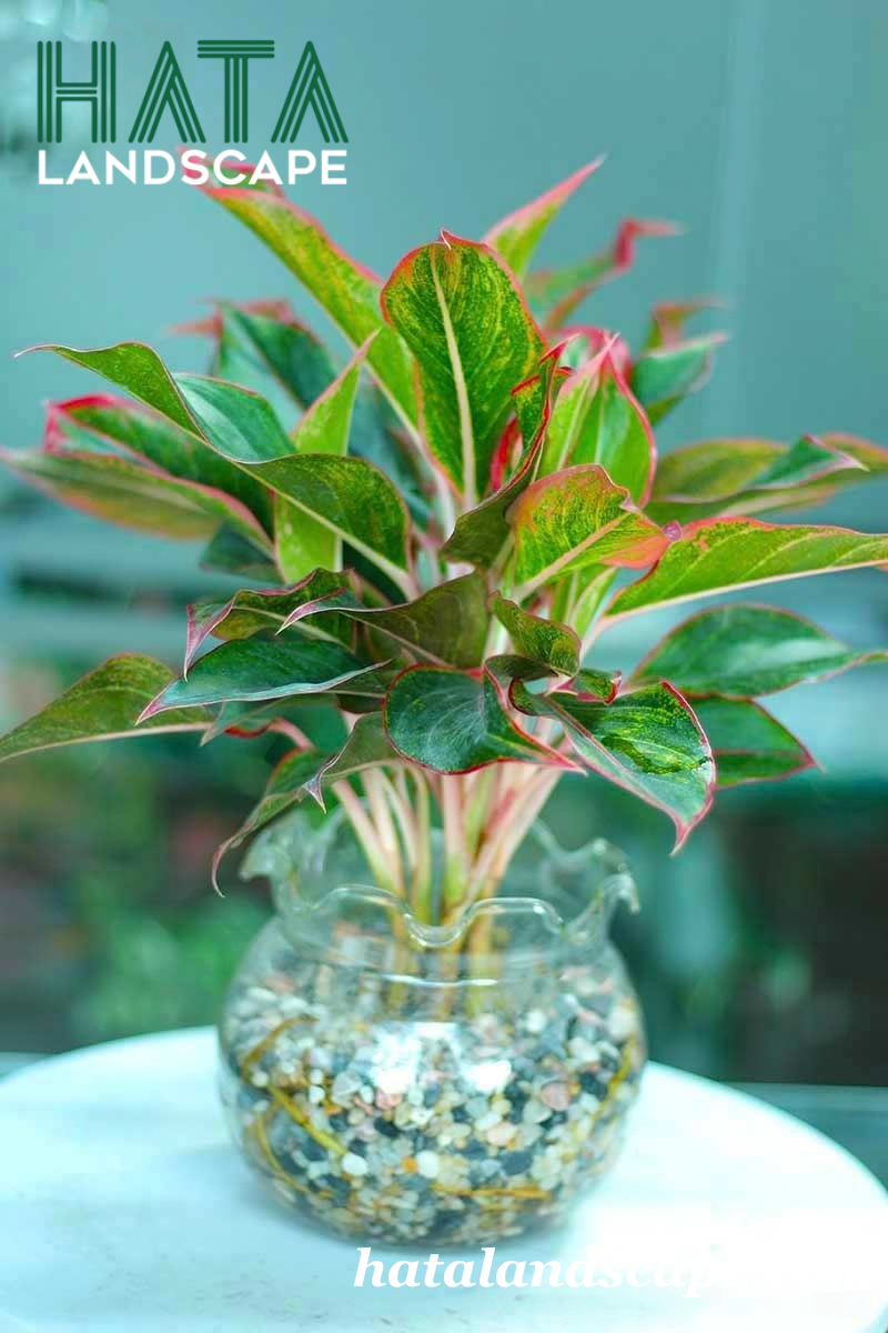 C&acirc;y Ph&uacute; Qu&yacute; Thủy Sinh Chậu Để B&agrave;n 