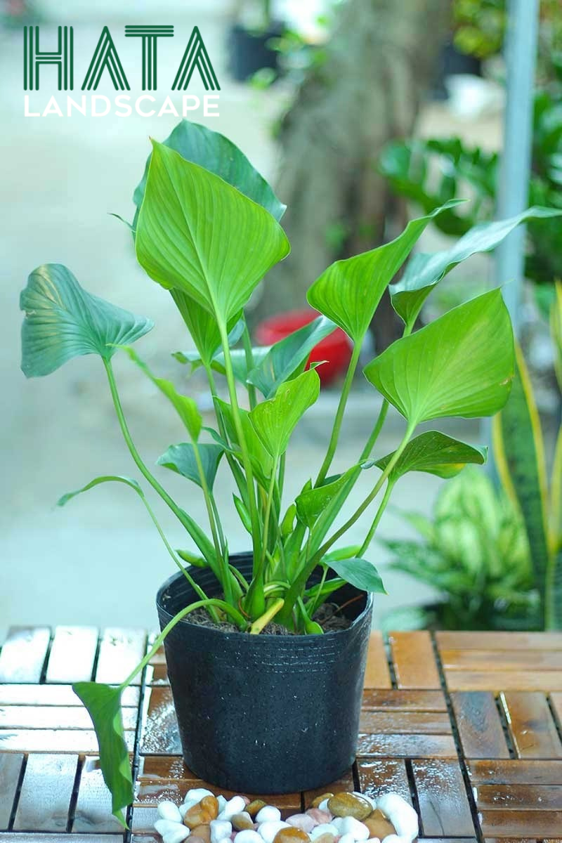 C&acirc;y Thanh T&acirc;m Chậu Mủ