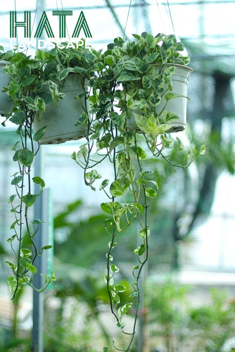 C&acirc;y Trầu B&agrave; Cẩm Thạch