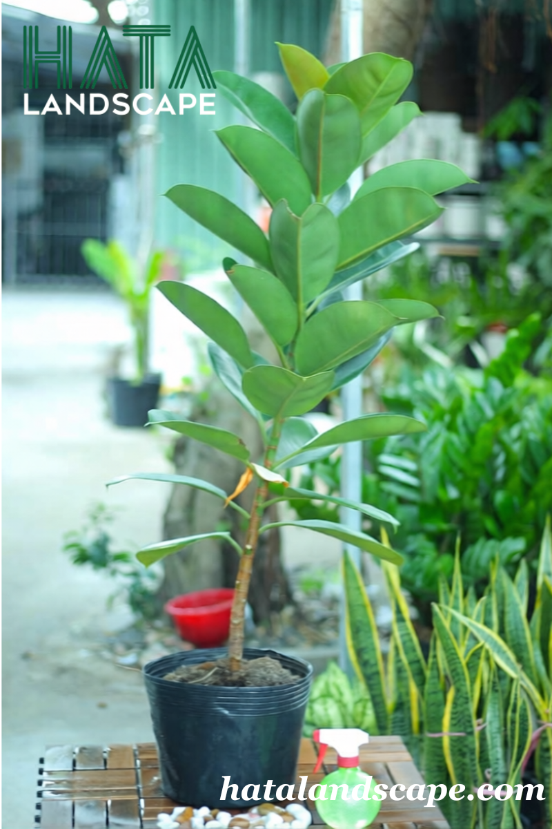 C&acirc;y Đa B&uacute;p Đỏ Chậu Mủ
