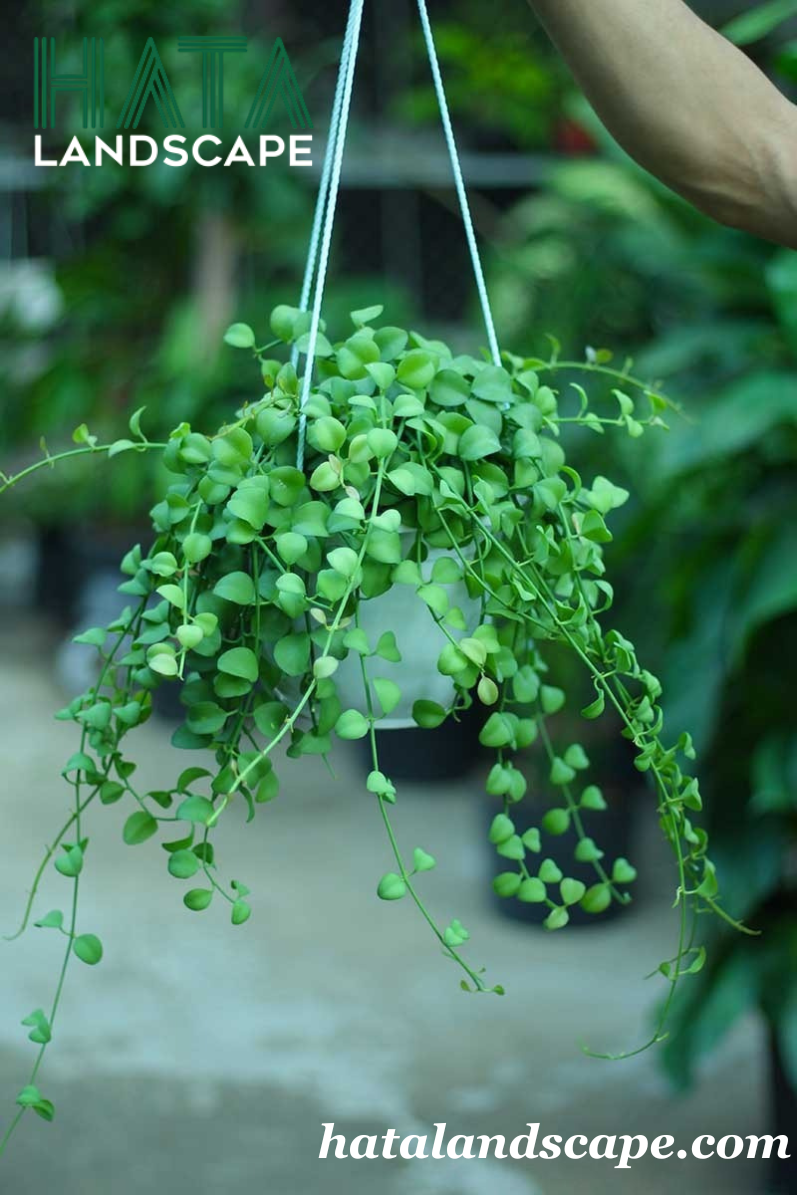 C&acirc;y Đ&ocirc; La Chậu Treo
