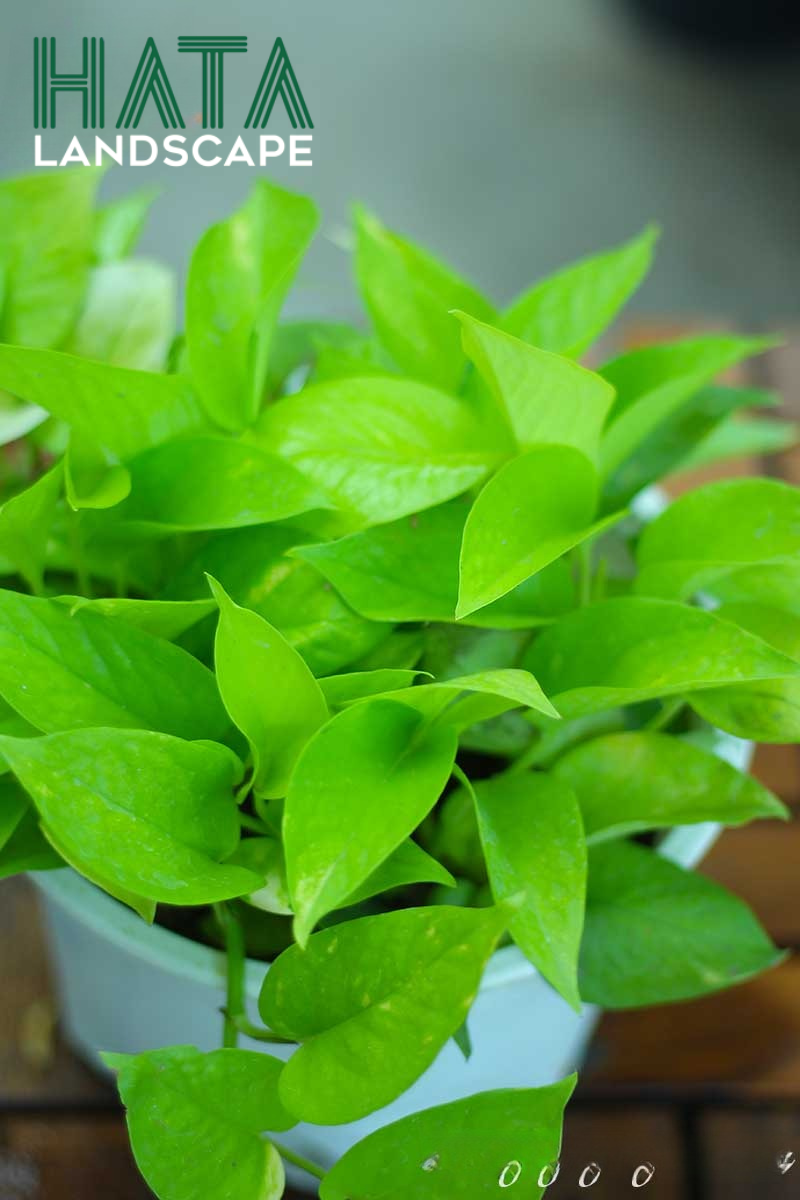 C&acirc;y Trầu B&agrave; Th&aacute;i V&agrave;ng Chậu Mủ