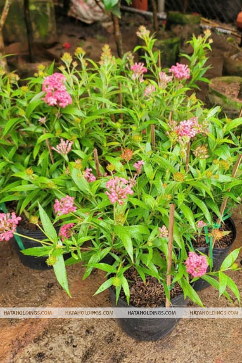 C&acirc;y Hoa Liễu Hồng