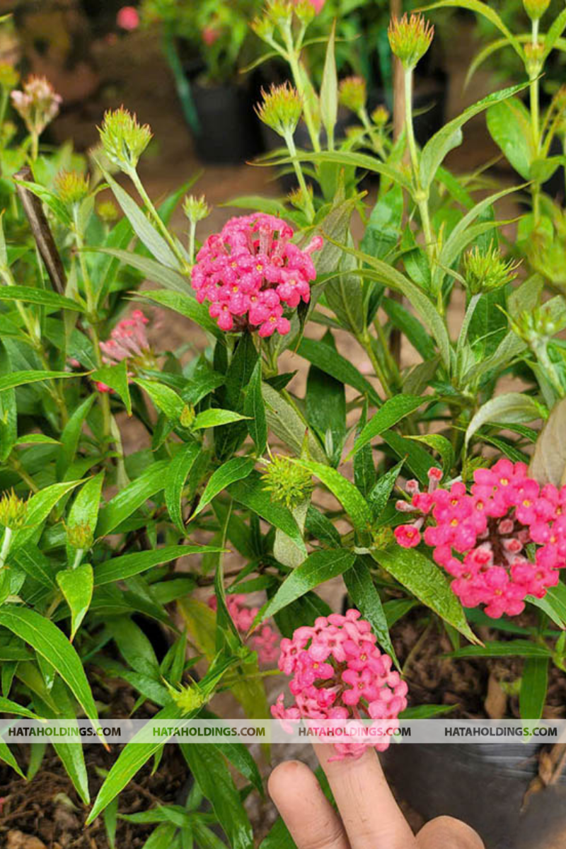 C&acirc;y Hoa Liễu Hồng