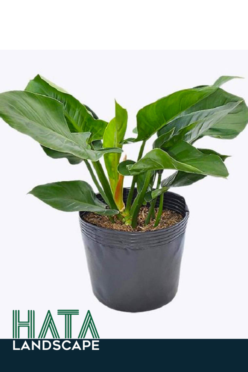 C&acirc;y Trầu B&agrave; Đế Vương Chậu Mủ