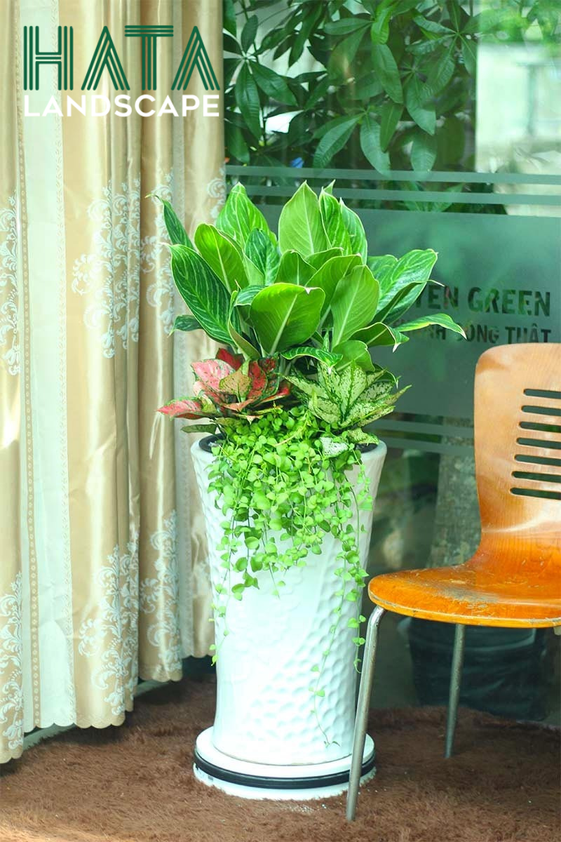 C&acirc;y Bạch M&atilde; Ho&agrave;ng Tử Thần T&agrave;i Chậu Sứ Hoa Văn Lớn