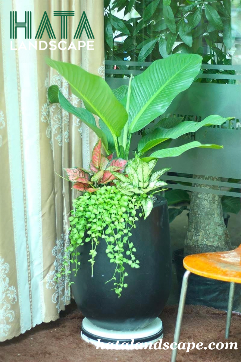 C&acirc;y Đại Ph&uacute; Gia Thần T&agrave;i Chậu Đ&aacute; M&agrave;i Giọt Nước Đen Lớn