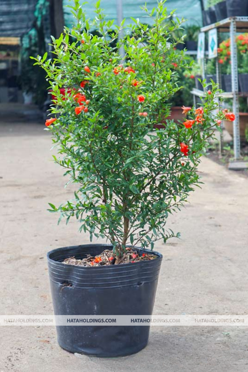 C&acirc;y Lựu 