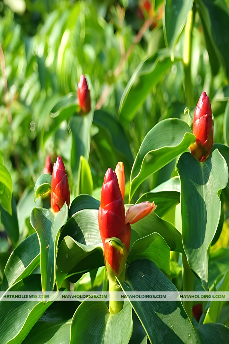 C&acirc;y Ph&uacute;c Lộc Thọ