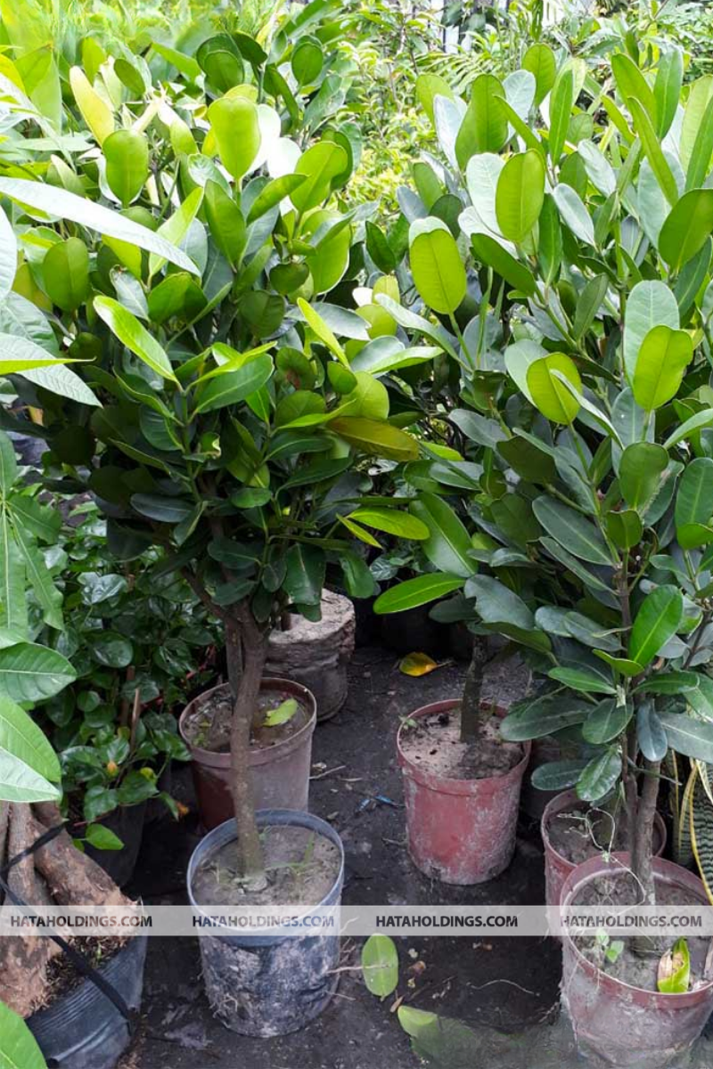 C&acirc;y Ph&uacute;c