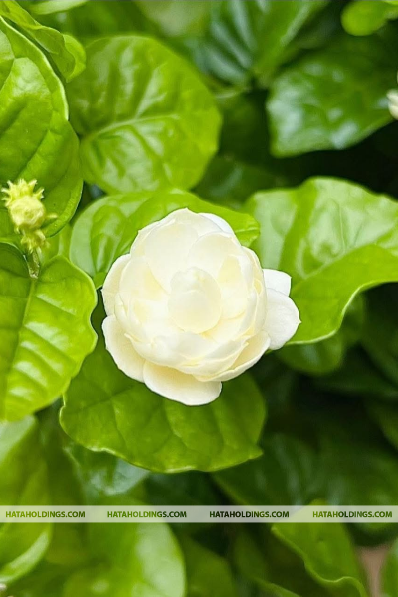 C&acirc;y Hoa L&agrave;i Ta