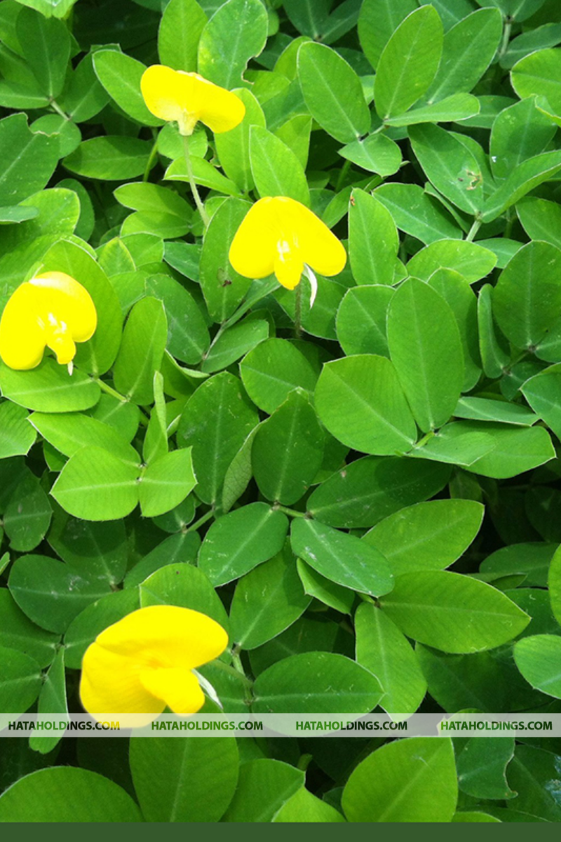 Cỏ Đậu Phộng