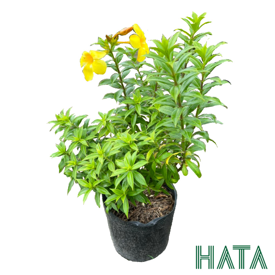 Cây Huỳnh Anh Vàng
