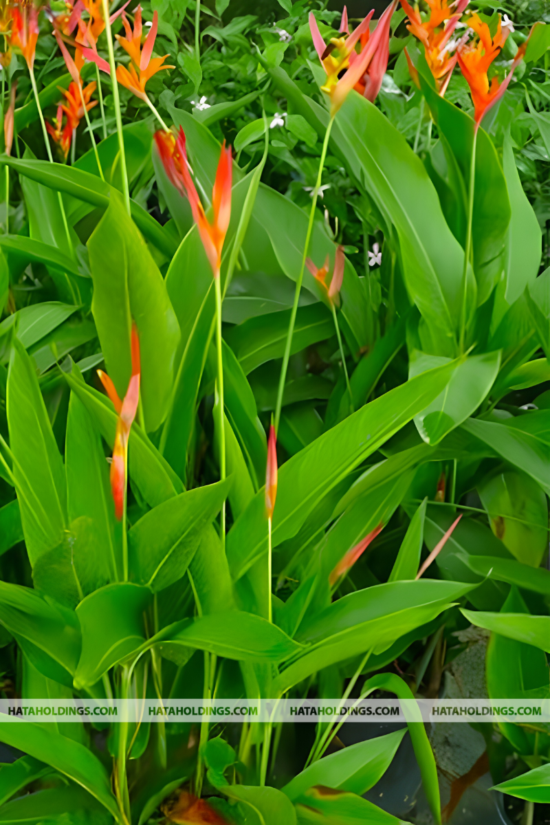 C&acirc;y Hoa Chuối Mỏ K&eacute;t