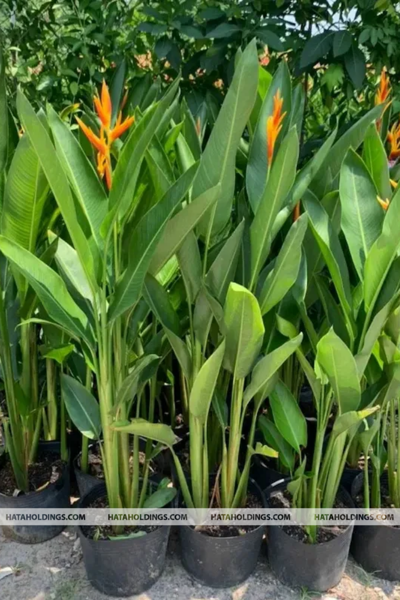 Cây Hoa Chuối Mỏ Két