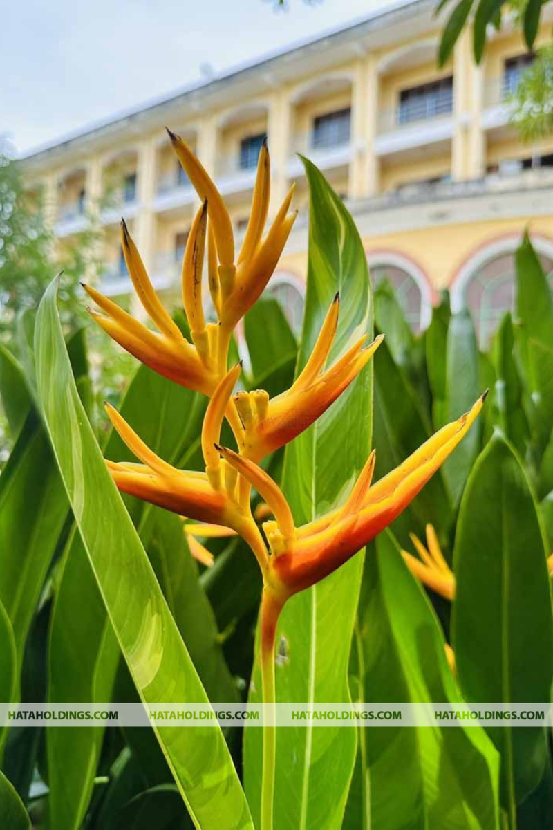 Cây Hoa Chuối Mỏ Két