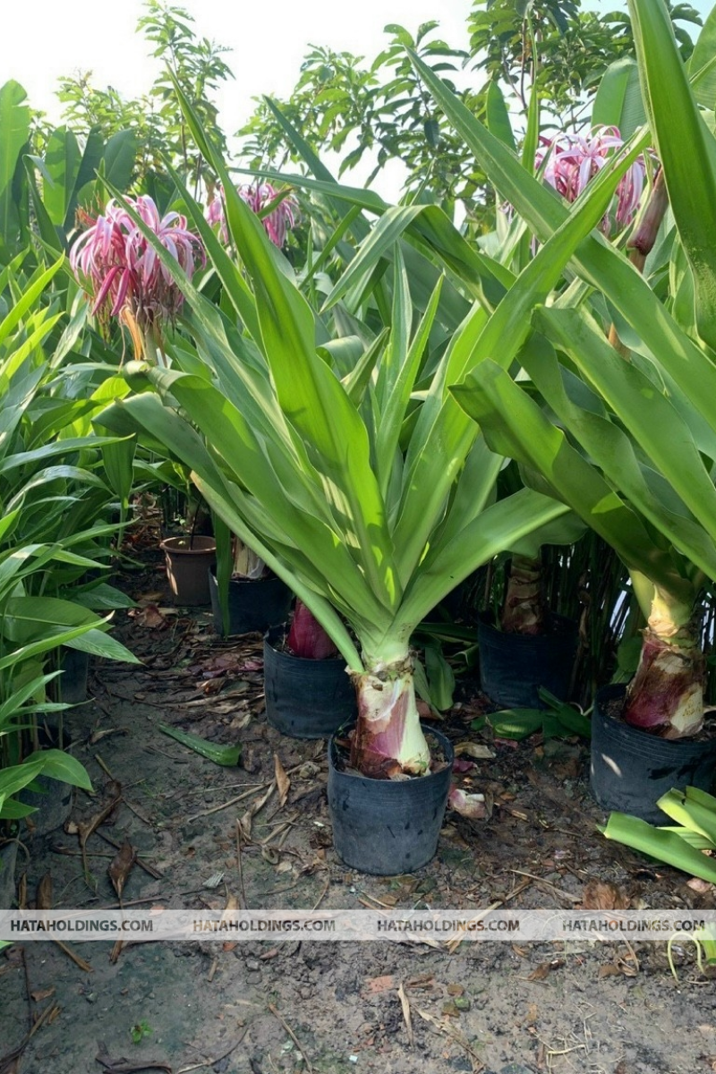 Cây Đại Tướng Quân Hoa Đỏ