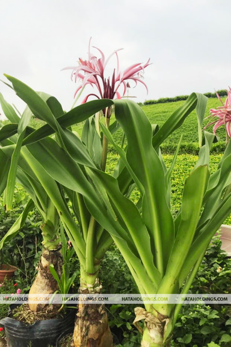 Cây Đại Tướng Quân Hoa Đỏ