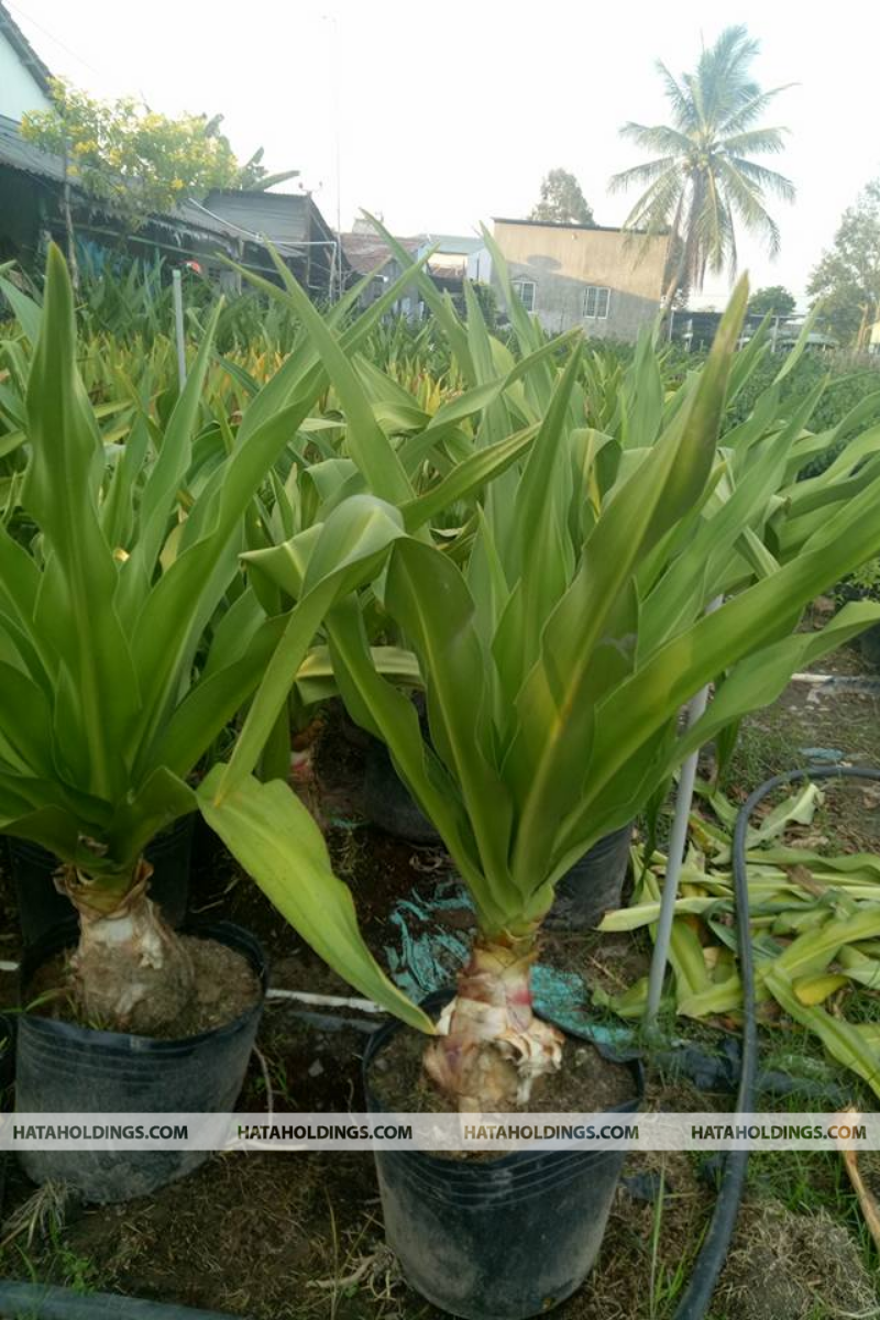 Cây Đại Tướng Quân Hoa Đỏ