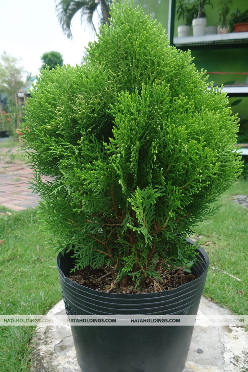 Cây Trắc Bách Diệp